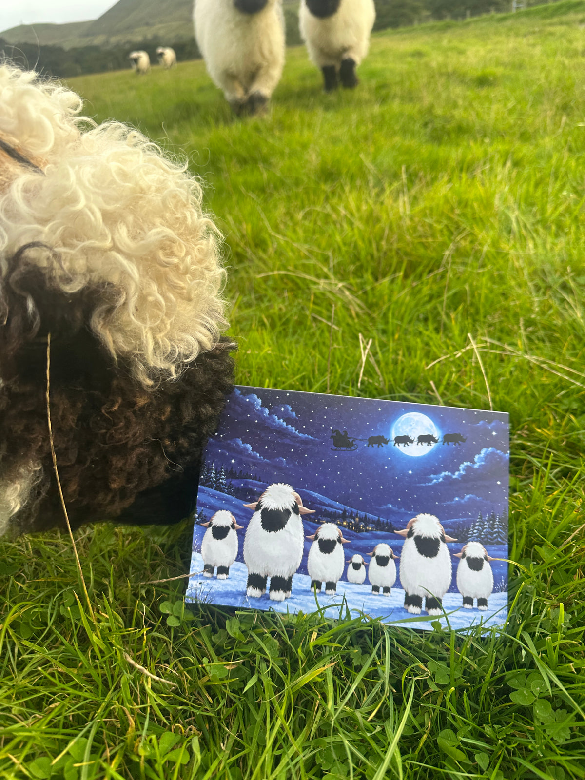 Valais Blacknoses Saving Big Noses: Christmas Card in aid of Project Rhino