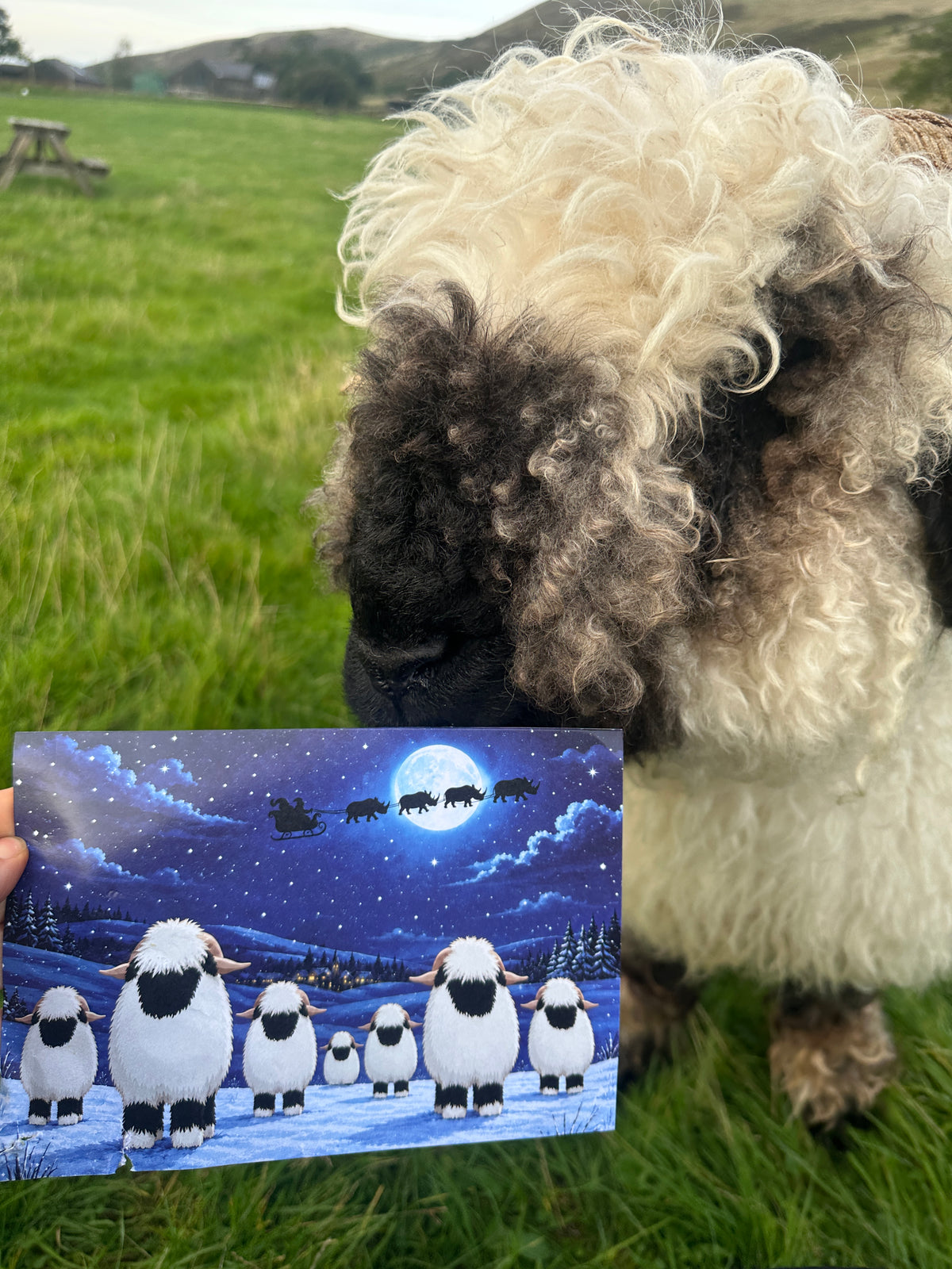 Valais Blacknoses Saving Big Noses: Christmas Card in aid of Project Rhino