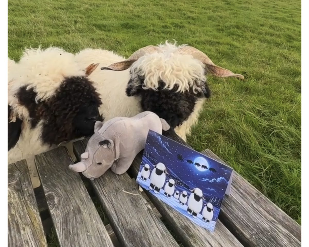 Valais Blacknoses Saving Big Noses: Christmas Card in aid of Project Rhino