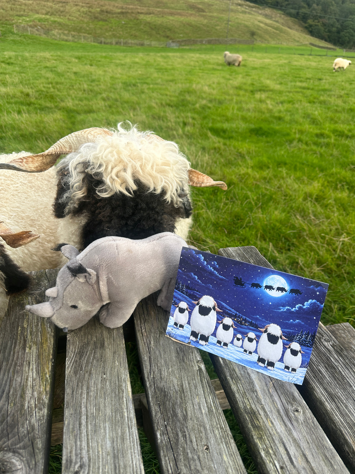 Valais Blacknoses Saving Big Noses: Christmas Card in aid of Project Rhino